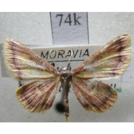 Idaea muricata (Hufnagel, 1767) Krocznik zorzak Czech74k